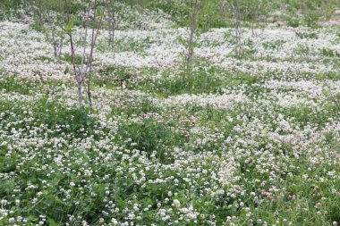 Yonca ağacı, yonca çiçeği, çiçek arkaplanı, doğal arka plan.