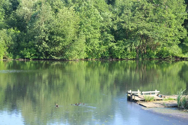 湖边绿树成墙 鸭与小鸭 — 图库照片