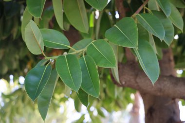 Ficus lastik dalı, yeşil yapraklı Ficus elastica, Türkiye, Nisan 2021