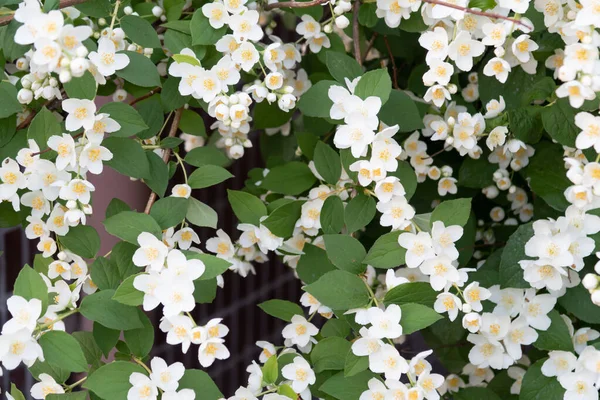 Ανθισμένο Γιασεμί Λευκά Φύλλα Πράσινο Φόντο Φλοράλ Φόντο — Φωτογραφία Αρχείου