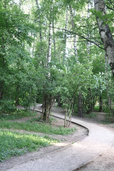 Beyaz Huş Gövdeleri Yeşil Yapraklar Arasında Bir Şehir Parkındaki Dolambaçlı — Stok fotoğraf