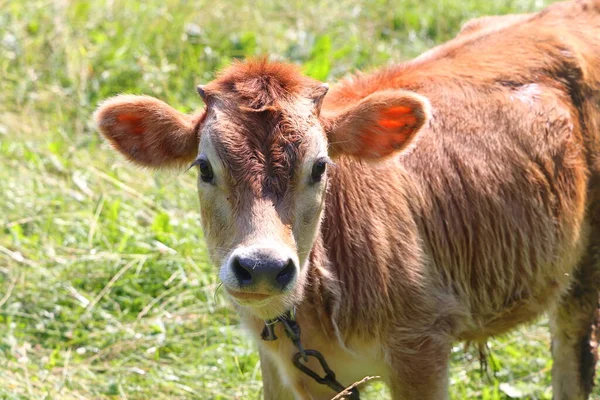 Ternero Con Correa Campo Pastoreo Región Moscú Julio 2021 — Foto de Stock