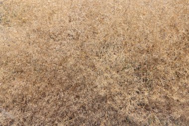 Tumbleweed, küçük tohumlu kuru bitki, bitki arka planı