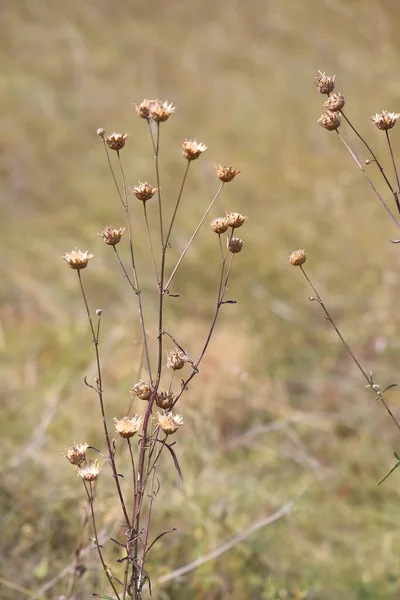 畑のドライフラワー ミニマリズム 乾燥した花の背景 2021 — ストック写真