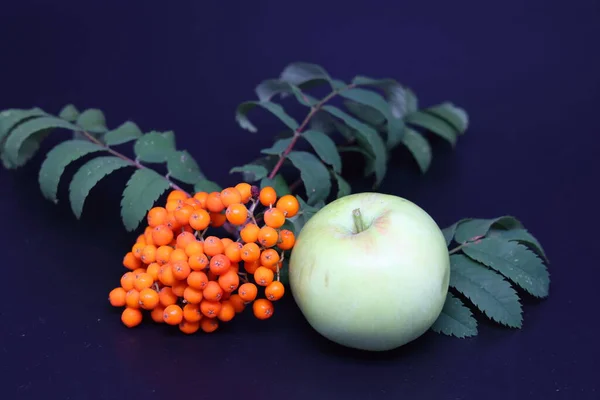 Een Bos Van Rowan Bessen Een Tak Een Appel Een — Stockfoto