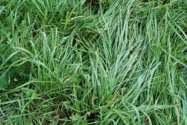 Düşen yeşil sonbahar çimenleri damlalarla kaplı, sonbahar yağmurlu arka plan