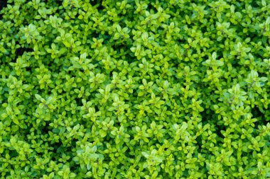 Yeşil sebze arka planı, küçük yapraklı çimenler, sonbahar otları kekik.