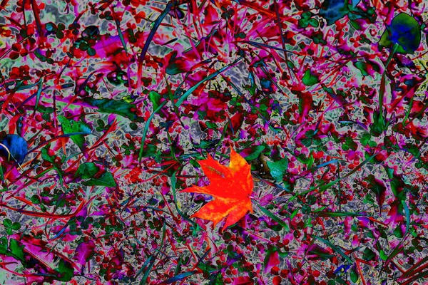 Abstrakcyjnym Tle Leży Czerwony Liść Klonu Zmieniony Kolor Jasne Naturalne — Zdjęcie stockowe