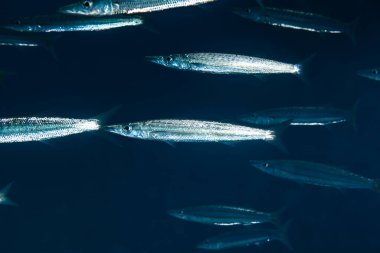 Kızıl Deniz / Mısır 'daki mercan resiflerinin turkuaz sularındaki balık sürüsü