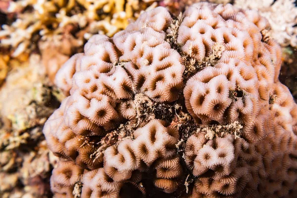 Κοντινό Πλάνο Του Εγκεφάλου Coral Κοραλλιογενή Ύφαλο Της Ερυθράς Θάλασσας — Φωτογραφία Αρχείου