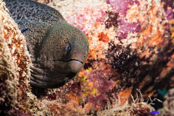 Закрытие Морского Угря Коралловом Рифе Красного Моря Египет — стоковое фото