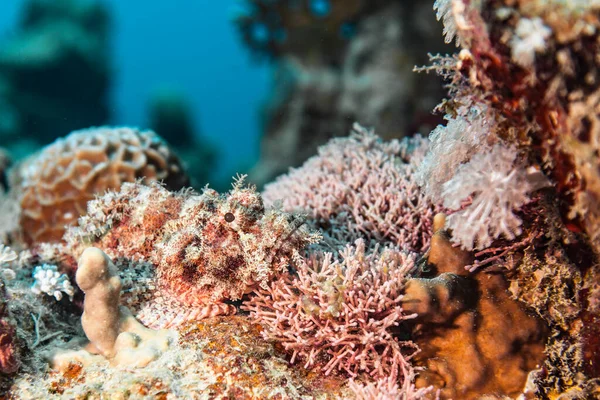 Коралових Рифах Червоного Моря Єгипту — стокове фото