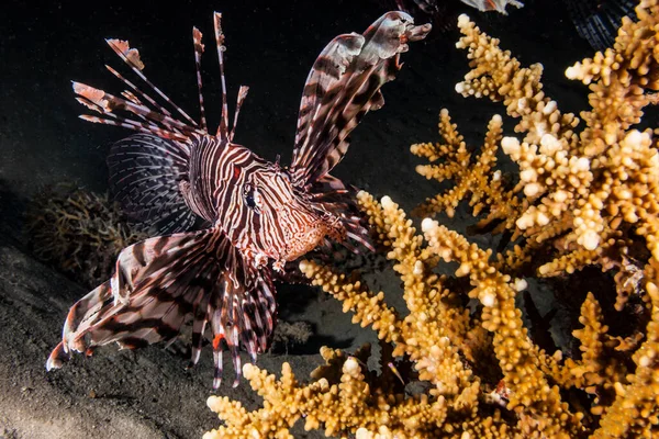 Seascape Coral Reef Red Sea Egypt Lionfish Coral — Stock fotografie