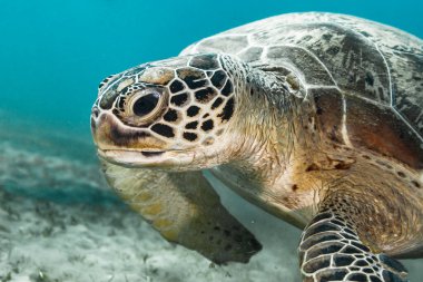 Kızıl Deniz / Mısır mercan resifinde Yeşil Deniz Kaplumbağası