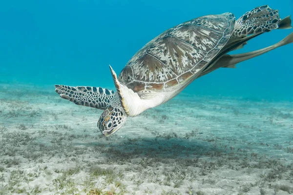 Tortuga Verde Arrecife Coral Del Mar Rojo Egipto — Foto de Stock