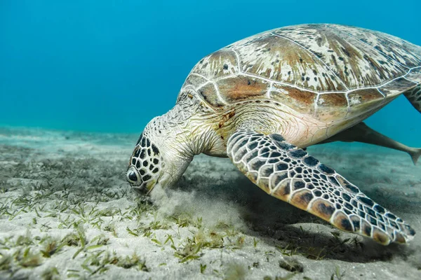 Tortue Mer Verte Dans Récif Corallien Mer Rouge Egypte — Photo