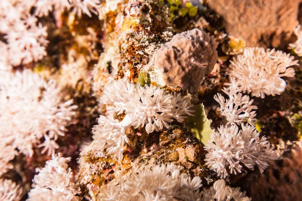 Seascape Coral Reef Red Sea Egypt Soft Coral — Stock Photo, Image