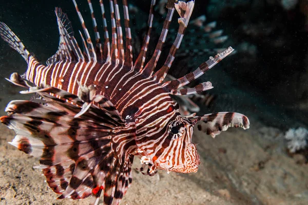 Close Lionfish Coral Reef Red Sea Egypt — Stock fotografie