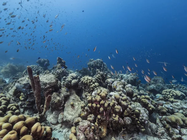 Seascape Shallow Water Coral Reef Caribbean Sea Curacao Fish Coral — Stock Photo, Image