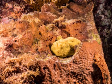 Curacao çevresindeki Karayip Denizi 'nin mercan kayalıklarında sarı kurbağa balığına yakın durun.