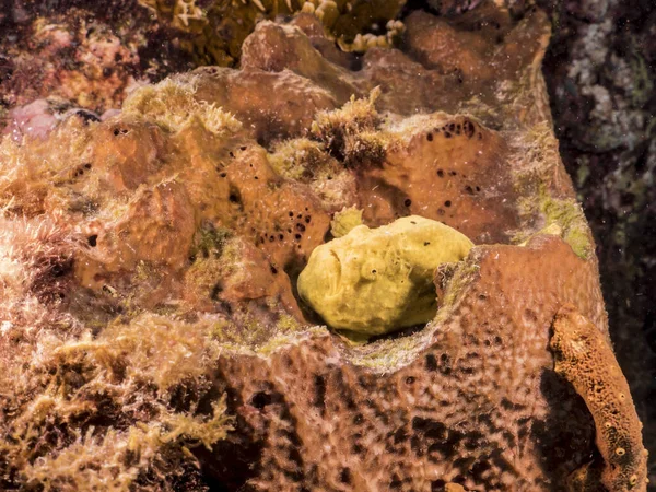 库拉索岛周围加勒比海珊瑚礁内黄鳍鱼的近程活动 — 图库照片
