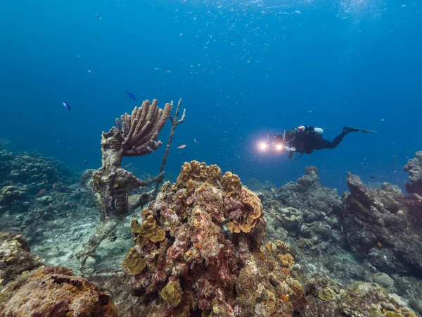 加勒比海 库拉索岛珊瑚礁蓝绿色海水中的潜水者 包括鱼 珊瑚和海绵 — 图库照片