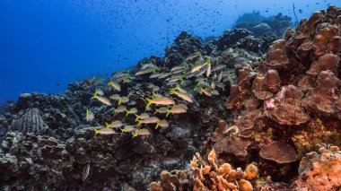 Karayip Denizi 'ndeki mercan resiflerinin turkuaz sularında keçi balığı sürüsü, Curacao