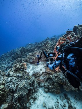 Karayip Denizi / Curacao 'daki mercan resiflerinin turkuaz sularında balık, mercan ve süngerli profesyonel dalgıç / sualtı fotoğrafçısı
