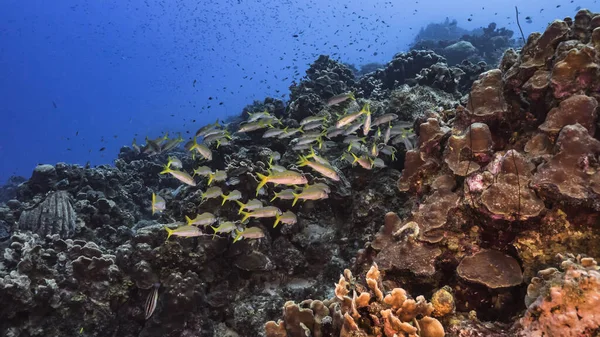 Karayip Denizi 'ndeki mercan resiflerinin turkuaz sularında keçi balığı sürüsü, Curacao