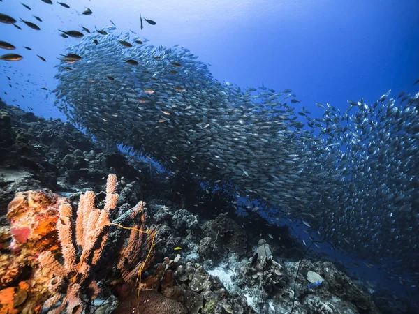 Bait Ball Escola Peixes Água Azul Turquesa Recifes Coral Mar — Fotografia de Stock