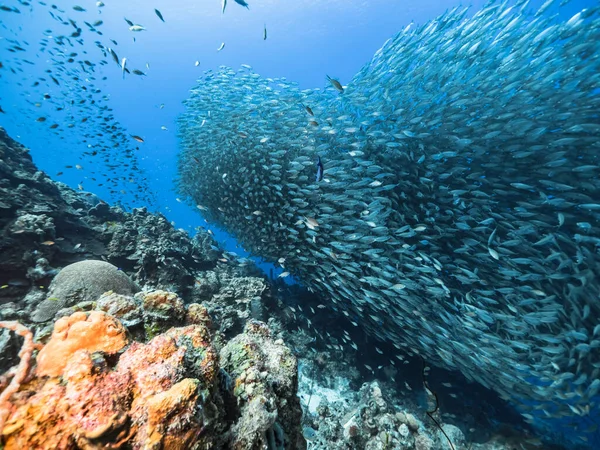 Bait Ball School Vis Turkoois Water Van Koraalrif Caribische Zee — Stockfoto