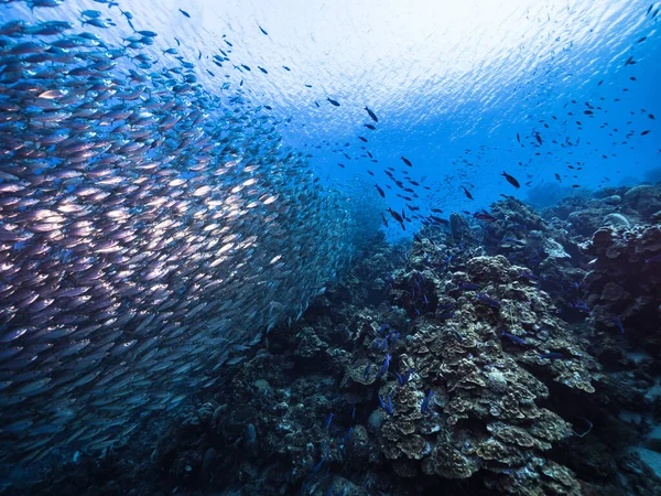Bola Cebo Escuela Peces Aguas Turquesas Arrecife Coral Mar Caribe — Foto de Stock