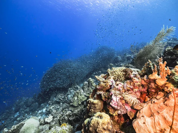 Bait Ball School Fish Turquoise Water Coral Reef Caribbean Sea — Stock Photo, Image