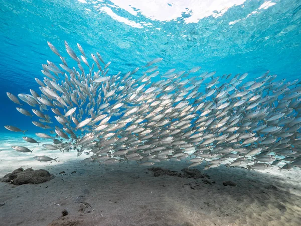 Bait Ball School Fish Shallow Water Coral Reef Caribbean Sea — Stock Photo, Image