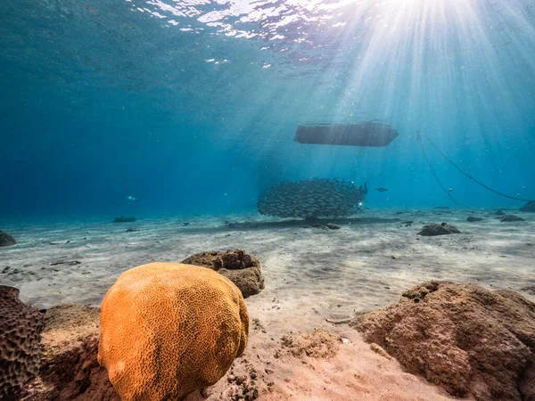 Csalilabda Haliskola Sekély Víz Korallzátony Karib Tenger Curacao Kilátás Felszínre — Stock Fotó