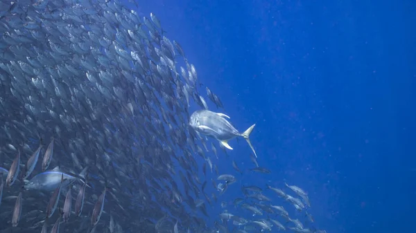 狩猟馬の目のジャック餌のボール カリブ海のサンゴ礁のターコイズブルーの海の魚の学校 キュラソー島 — ストック写真