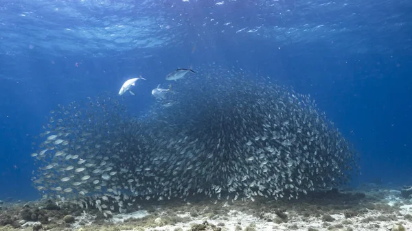 ブルーランナーとホースアイジャックを狩る餌のボール カリブ海のサンゴ礁のターコイズブルーの海の魚の学校 キュラソー — ストック写真