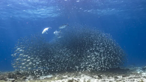 Hunting Blue Runner Horse Eye Jack Bait Ball School Fish — Stock Photo, Image