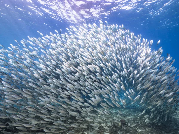 Рибний Школа Риб Бірюзовій Воді Коралового Рифу Карибському Морі Куракао — стокове фото
