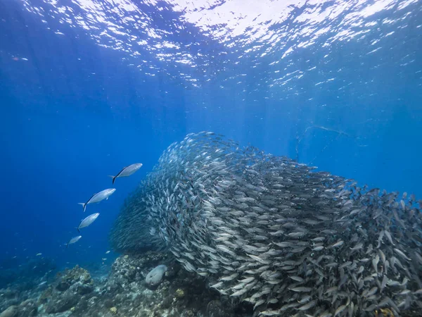 餌にブルーランナーを狩る カリブ海のサンゴ礁のターコイズブルーの海の魚の学校 キュラソー島 — ストック写真