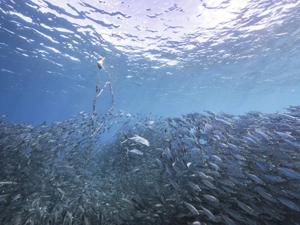 Hunting Horse Eye Jack Bait Ball School Fish Turquoise Water — Stock Photo, Image