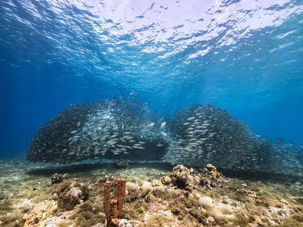Охота Голубого Бегуна Приманке Рыбная Школа Бирюзовой Воде Кораллового Рифа — стоковое фото