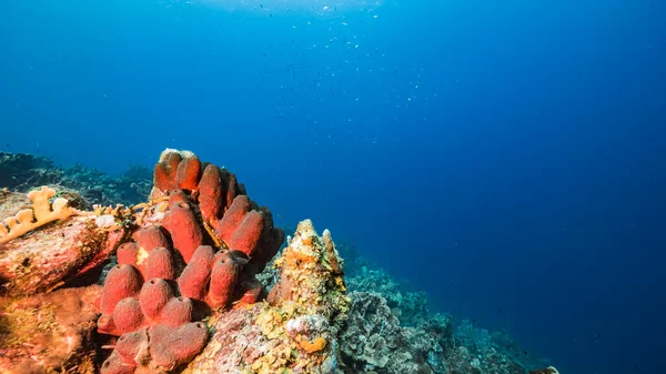 Havslandskap Turkost Vatten Korallrev Karibiska Havet Curacao Med Fisk Korall — Stockfoto