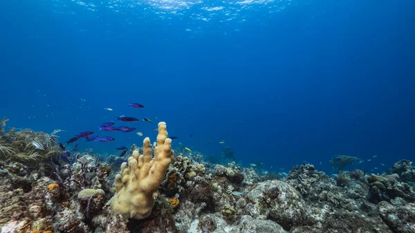Море Бірюзовій Воді Коралового Рифу Карибському Морі Куракао Рибою Pillar — стокове фото