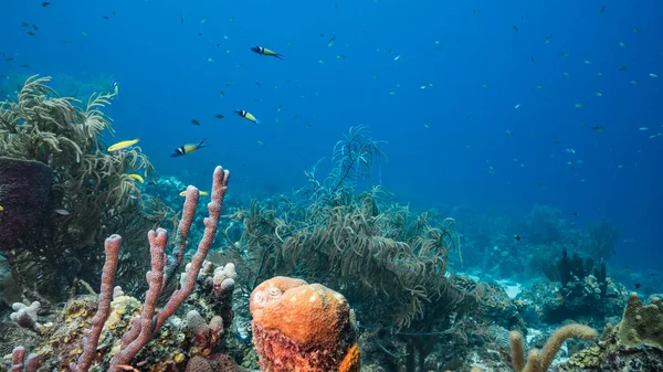 Seascape Turquoise Water Coral Reef Caribbean Sea Curacao Fish Coral — Stock Photo, Image