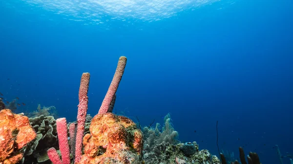 Море Бірюзовій Воді Коралового Рифу Карибському Морі Куракао Рибою Коралами — стокове фото