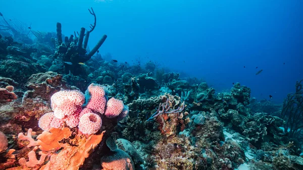 Meereslandschaft Türkisfarbenen Wasser Des Korallenriffs Der Karibik Curacao Mit Fisch — Stockfoto