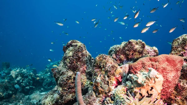 Море Бірюзовій Воді Коралового Рифу Карибському Морі Куракао Рибою Коралами — стокове фото