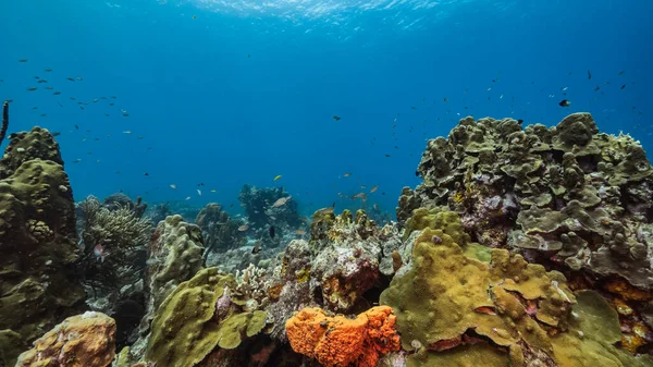 Meereslandschaft Türkisfarbenen Wasser Des Korallenriffs Der Karibik Curacao Mit Fisch — Stockfoto