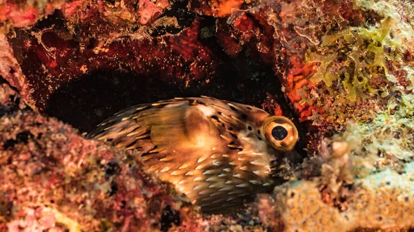 Balónky Korálovém Útesu Karibského Moře Curacao — Stock fotografie